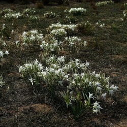 SELINUNTE. Fotografie di Giulio Azzarello ©2022. SELINUNTE. Fotografie di Giulio Azzarello ©2022.