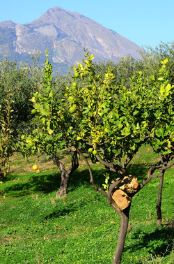 ULIVETO in autunno. Fotografie di Giulio Azzarello ©2014. ULIVETO in autunno. Fotografie di Giulio Azzarello ©2014.