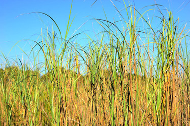 CANNETI in SICILIA. Fotografie di Giulio Azzarello &copy;2016.