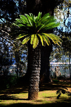 MACCHIA MEDITERRANEA in Sicilia. Fotografie di Giulio Azzarello &copy;2106.