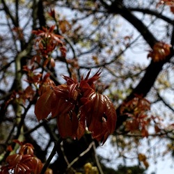 ORTO BOTANICO. Fotografie di Giulio Azzarello &copy;2024.