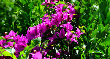 NATURA Violette siciliane in un tipico giardino in estate. Fotografie di Giulio Azzarello &copy;2014.
