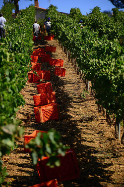 VENDEMMIA a S.Cristina Gela i coltivatori. Fotografie di Giulio Azzarello ©2016. VENDEMMIA a S.Cristina Gela i coltivatori. Fotografie di Giulio Azzarello ©2016.