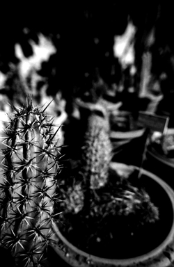 ORTO BOTANICO fotografie di Giulio Azzarello ©2014. ORTO BOTANICO fotografie di Giulio Azzarello ©2014.