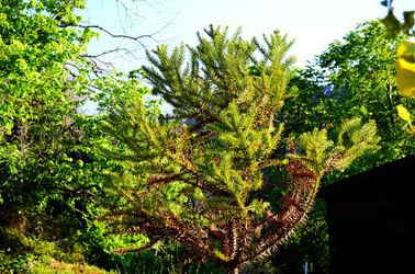 GOLE DELL ALCANTARA in Sicilia. Fotografie di Giulio Azzarello &copy;2016.