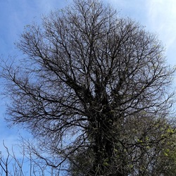 PIANTE. Fotografie di Giulio Azzarello &copy;2022.