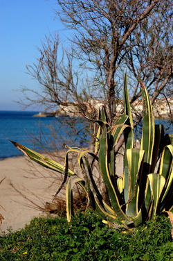 AGAVE selvatica sul mare in Sicilia a Cefalù. Fotografie di Giulio Azzarello ©2014. AGAVE selvatica sul mare in Sicilia a Cefalù. Fotografie di Giulio Azzarello ©2014.