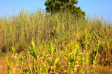 CANNETI in SICILIA. Fotografie di Giulio Azzarello &copy;2016.