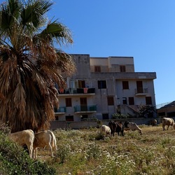 BESTIE. Fotografie di Giulio Azzarello ©2022. BESTIE. Fotografie di Giulio Azzarello ©2022.