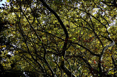 GIARDINI della BIENNALE a Venezia. Foto di Giulio Azzarello &copy;2015 2016.