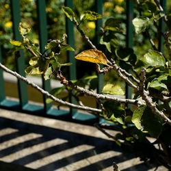 GIARDINO. Fotografie di Giulio Azzarello ©2022.
