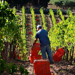 VENDEMMIA di AUTUNNO a S.Cristina Gela in Sicilia. Fotografie di Giulio Azzarello &copy;2016.