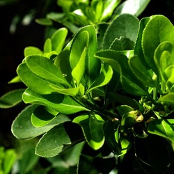 GIARDINO SICILIANO. Fotografie di Giulio Azzarello &copy;2024.