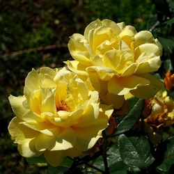 ROSETO. Fotografie di Giulio Azzarello &copy;2022.