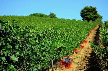 VENDEMMIA a S.Cristina Gela in Sicilia. Fotografie di Giulio Azzarello &copy;2016.