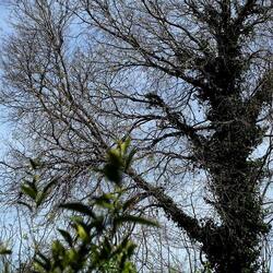 PIANTE. Fotografie di Giulio Azzarello &copy;2022.