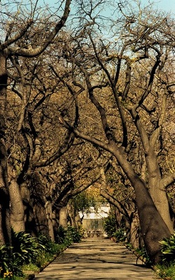 ORTO BOTANICO di Palermo. Fotografie di Giulio Azzarello ©2021.