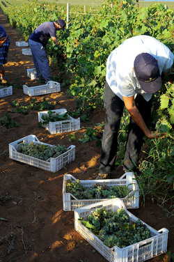 VENDEMMIA a Mazzara del Vallo in Sicilia con i contadini. Fotografie di Giulio Azzarello ©2016. VENDEMMIA a Mazzara del Vallo in Sicilia con i contadini. Fotografie di Giulio Azzarello ©2016.