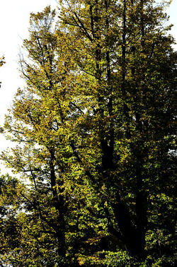 GIARDINI della BIENNALE a Venezia. Foto di Giulio Azzarello &copy;2015 2016.