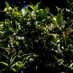 GIARDINO SICILIANO. Fotografie di Giulio Azzarello &copy;2024.