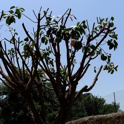 RAMI. Fotografie di Giulio Azzarello &copy;2022.