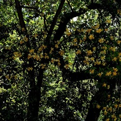 ORTO BOTANICO. Fotografie di Giulio Azzarello &copy;2024.