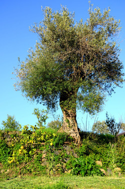 GOLE DELL ALCANTARA in Sicilia. Fotografie di Giulio Azzarello &copy;2016.