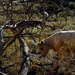 BESTIE. Fotografie di Giulio Azzarello ©2022. BESTIE. Fotografie di Giulio Azzarello ©2022.