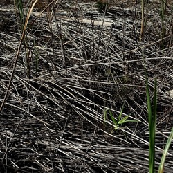 SELINUNTE. Fotografie di Giulio Azzarello ©2022. SELINUNTE. Fotografie di Giulio Azzarello ©2022.