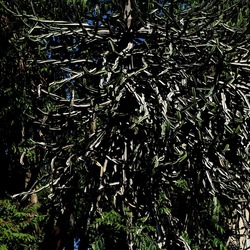 GIARDINO. Fotografie di Giulio Azzarello ©2022.