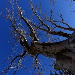 ALBERI. Fotografie di Giulio Azzarello &copy;2024.