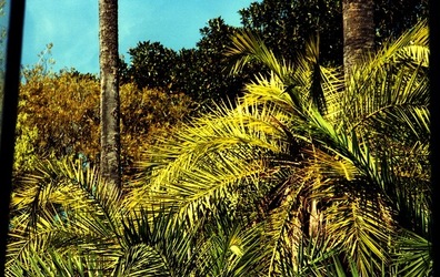 ORTO BOTANICO di Palermo. Fotografie di Giulio Azzarello ©2021.