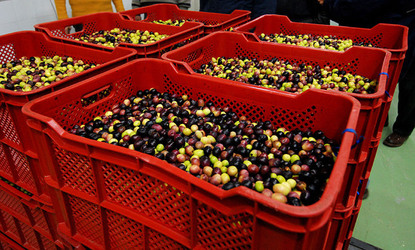 TIPICO FRANTOIO fotografie di Giulio Azzarello ©2014. TIPICO FRANTOIO fotografie di Giulio Azzarello ©2014.