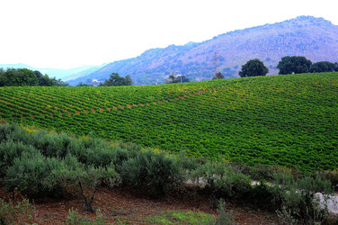 CAMPAGNA SICILIANA. Fotografie di Giulio Azzarello &copy;2016.