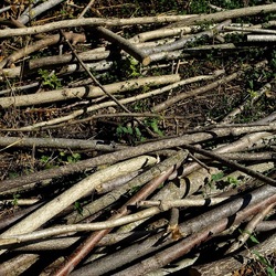 RAMI E ROVI. Fotografie di Giulio Azzarello ©2023. RAMI E ROVI. Fotografie di Giulio Azzarello ©2023.