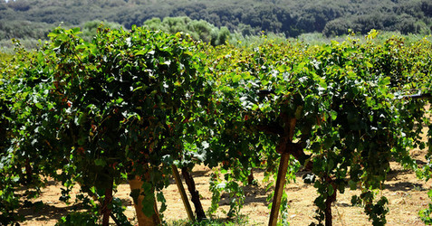 GORGHI TONDI oasi di vigneti e piante Mazzara del Vallo in Sicilia. Foto di Giulio Azzarello ©2016. GORGHI TONDI oasi di vigneti e piante Mazzara del Vallo in Sicilia. Foto di Giulio Azzarello ©2016.