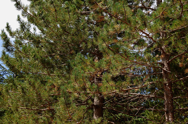 IL PARCO DELLE MADONIE da Polizzi Generosa in Sicilia. Fotografie di Giulio Azzarello &copy;2014.