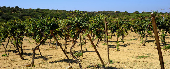 GORGHI TONDI oasi di vigneti e piante Mazzara del Vallo in Sicilia. Foto di Giulio Azzarello ©2016. GORGHI TONDI oasi di vigneti e piante Mazzara del Vallo in Sicilia. Foto di Giulio Azzarello ©2016.