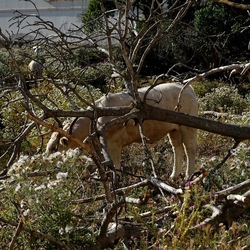 BESTIE. Fotografie di Giulio Azzarello ©2022. BESTIE. Fotografie di Giulio Azzarello ©2022.