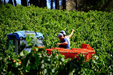 VENDEMMIA a S.Cristina Gela i coltivatori. Fotografie di Giulio Azzarello ©2016. VENDEMMIA a S.Cristina Gela i coltivatori. Fotografie di Giulio Azzarello ©2016.