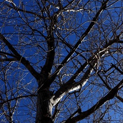 ALBERI. Fotografie di Giulio Azzarello &copy;2024.