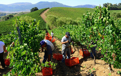 VENDEMMIA a S.Cristina Gela i coltivatori. Fotografie di Giulio Azzarello ©2016. VENDEMMIA a S.Cristina Gela i coltivatori. Fotografie di Giulio Azzarello ©2016.