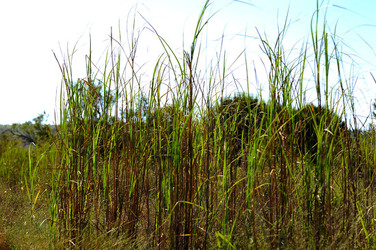 CANNETI in SICILIA. Fotografie di Giulio Azzarello &copy;2016.