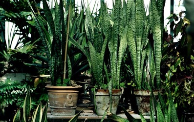 ORTO BOTANICO di Palermo. Fotografie di Giulio Azzarello ©2021.