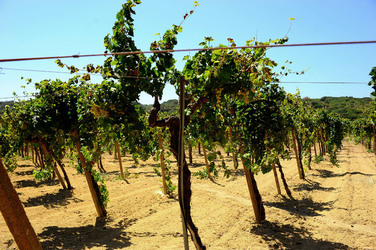 GORGHI TONDI oasi di vigneti e piante Mazzara del Vallo in Sicilia. Foto di Giulio Azzarello ©2016. GORGHI TONDI oasi di vigneti e piante Mazzara del Vallo in Sicilia. Foto di Giulio Azzarello ©2016.