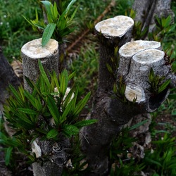 TRONCHI. Fotografie di Giulio Azzarello ©2022.