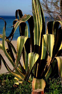 AGAVE selvatica sul mare in Sicilia a Cefalù. Fotografie di Giulio Azzarello ©2014. AGAVE selvatica sul mare in Sicilia a Cefalù. Fotografie di Giulio Azzarello ©2014.