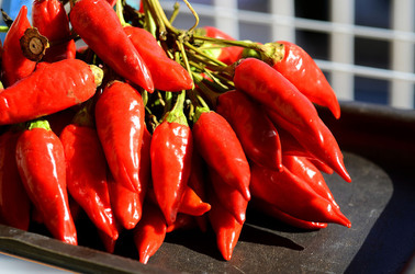 PEPERONCINO fotografie di Giulio Azzarello ©2014. PEPERONCINO fotografie di Giulio Azzarello ©2014.