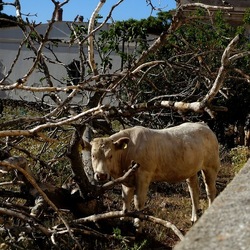 BESTIE. Fotografie di Giulio Azzarello ©2022. BESTIE. Fotografie di Giulio Azzarello ©2022.