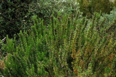 ULIVETO SICILIANO. Fotografie di Giulio Azzarello ©2022.